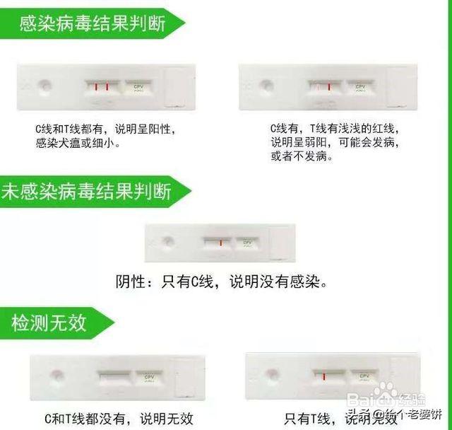 寵物細小是什么?寵物細小是什么病!