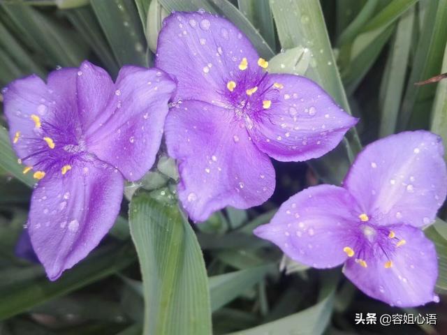 庭院花卉绿植品种? 庭院花卉绿植品种有哪些!