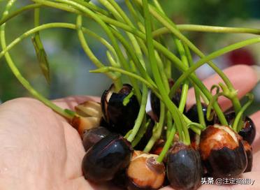 睡莲怎么种植方法，睡莲怎样种植方法