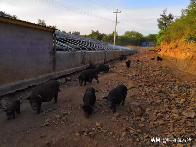 香猪养殖怎么样，香猪养殖前景如何