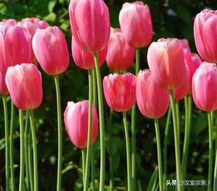 黑色郁金香花语 （黑色郁金香花语和寓意）