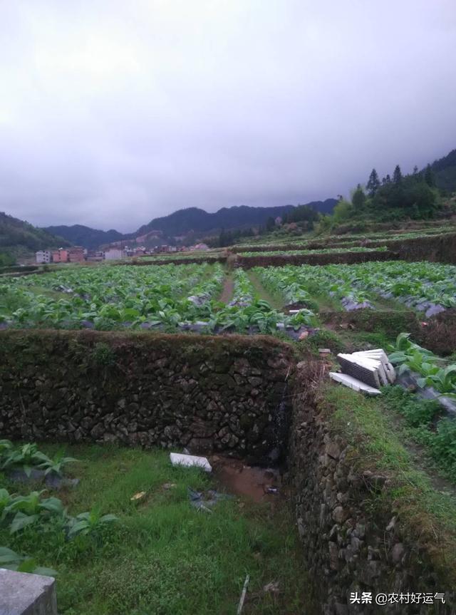 哪里招蔬菜种植技术员，哪里招蔬菜种植技术员啊