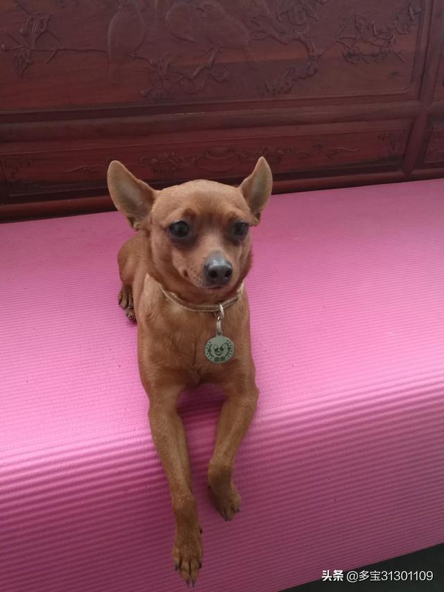 小鹿犬圖片?小鹿犬圖片大全大圖!