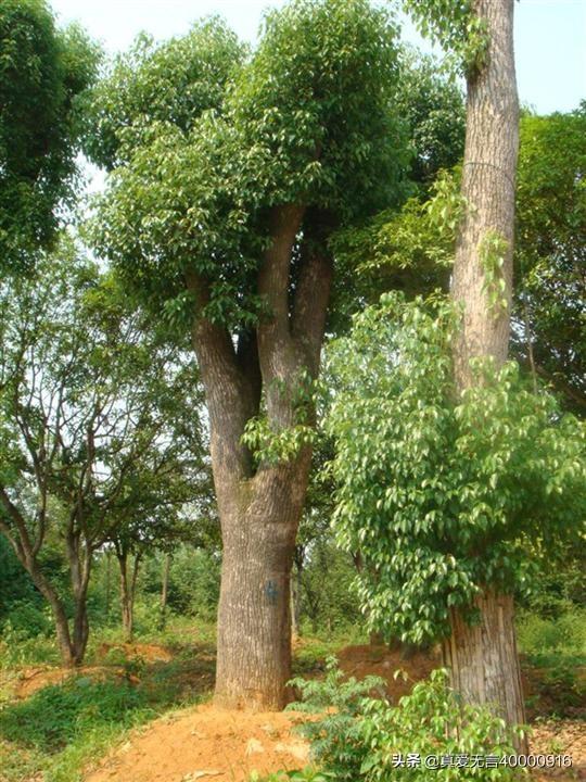 种植绿化树苗