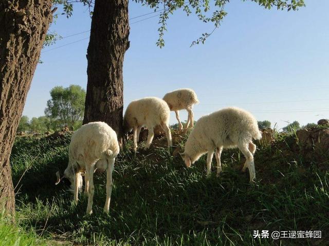 微生物养殖业-微生物养殖业发展前景