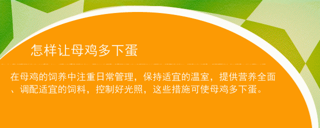 喂蛋鸡啥能节省饲料-喂蛋鸡啥能节省饲料成本