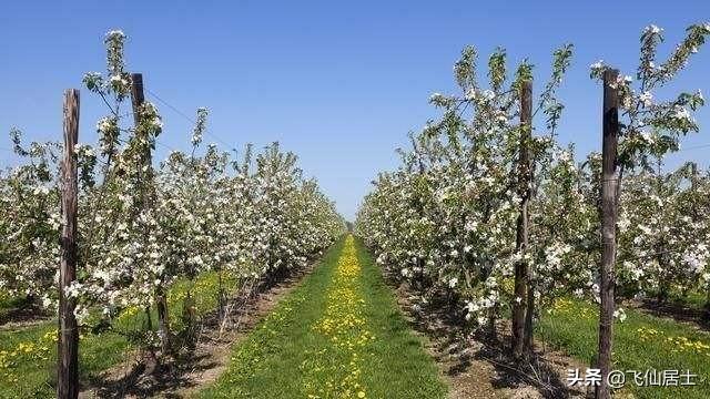 果园种植好看平面图,果园种植好看平面图怎么画