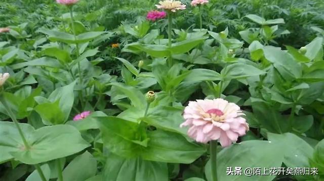 [女烈受刑]心里过不去的坎，该如何解脱？