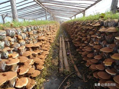 人工灵芝种植技术与管理视频 如何在乡下田里种植灵芝？