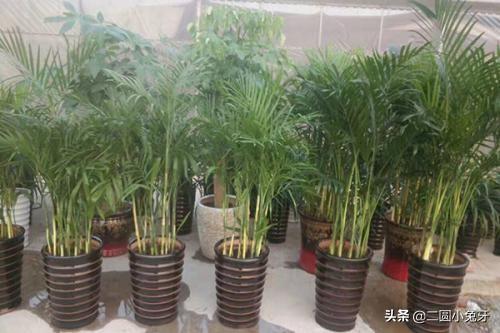 自己怎么修剪夏威夷竹子呢