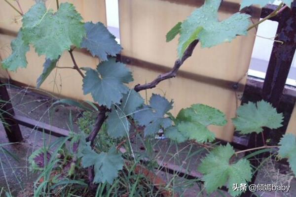 城市阳台花园怎么种植,城市阳台花园怎么种植的