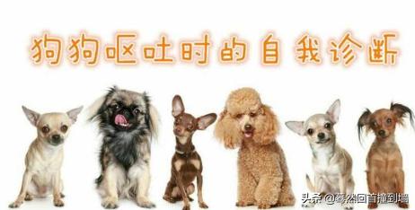 关于狗狗呕吐症状的自我诊断,第1张