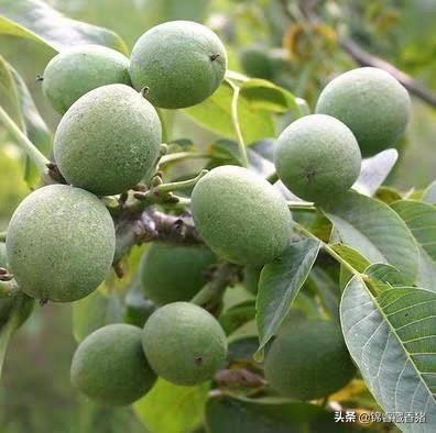 蓝莓花园种植教程图纸视频,蓝莓花园种植教程图纸视频大全