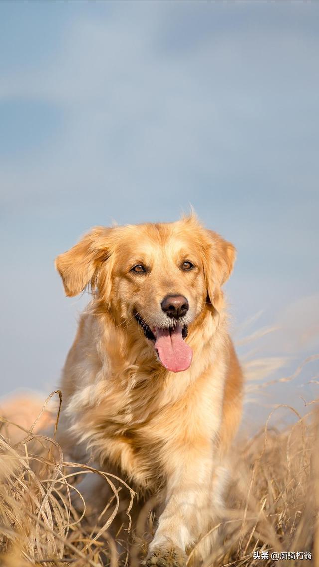 杜高犬打猎?杜高犬打猎野猪实战!