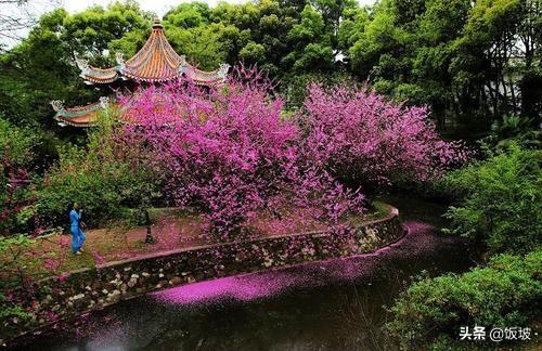 园林植物与观赏园艺：侧重植物方面还是设计方面比较好？：景观设计需要学植物吗