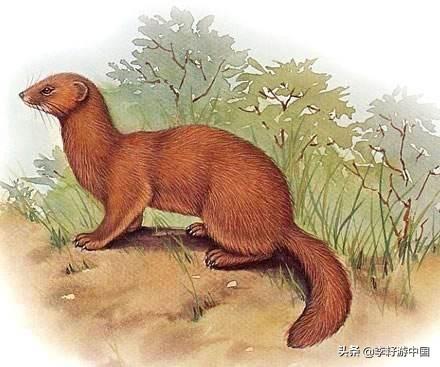黄鼠狼是什么样图片？：黄皮子图片
