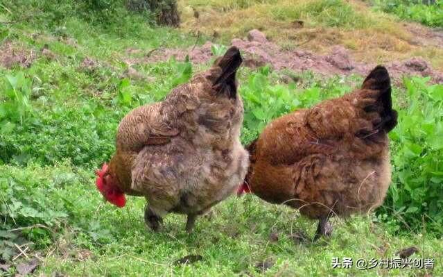 农村种植什么赚钱不愁销路，农村种植什么赚钱不愁销路安徽