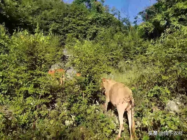 欧美肉牛养殖-国外肉牛养殖技术视频