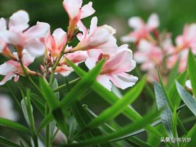 南边阳台种植花卉,南边阳台种植花卉好吗