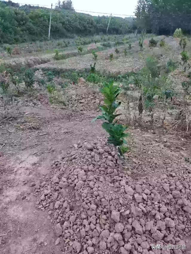 信丰周边果园种植什么果树,信丰周边果园种植什么果树好