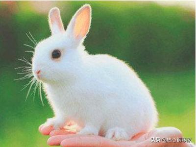 小兔子作文300字三年级（小乌龟三年级300字优秀作文）