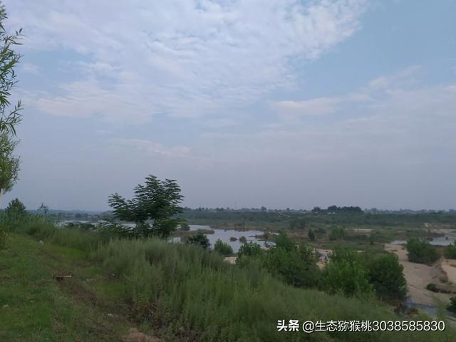 高州今日出栏猪价-高州今日出栏猪价格表
