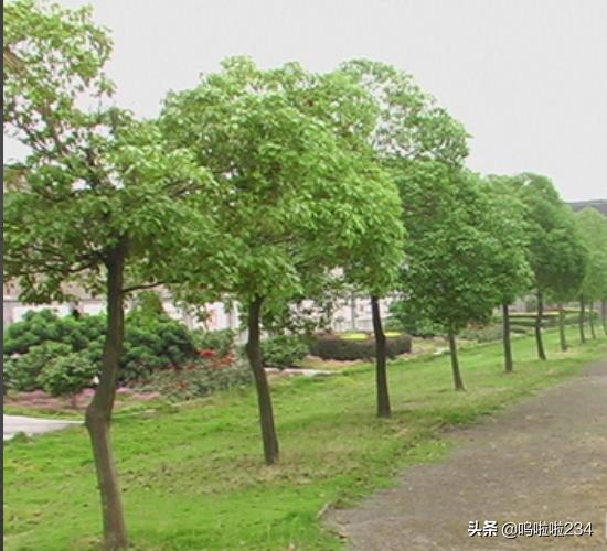 园林树木常见的树形