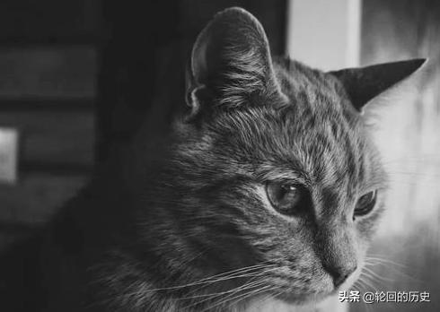 猫生气的叫声是什么,第6张