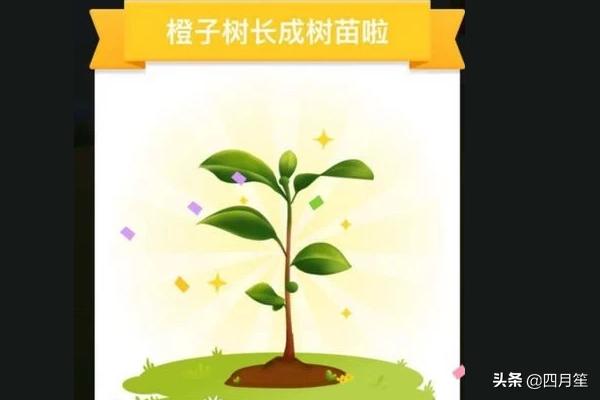 多多果园树木的种植方法,多多果园种树技巧