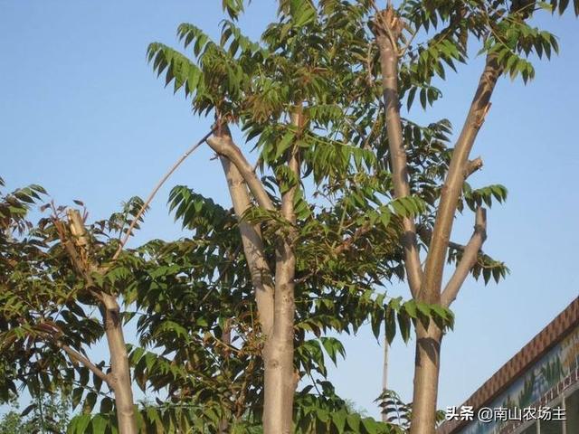 果园种植松树有补贴吗,果园种植松树有补贴吗多少钱