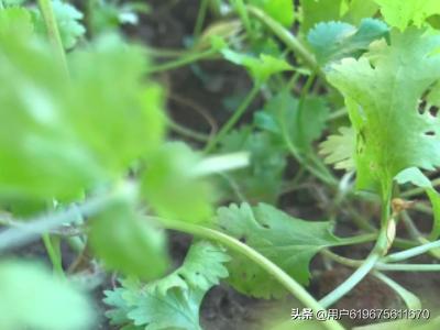 香菜种植 阳台盆栽行吗,香菜种植 阳台盆栽行吗视频