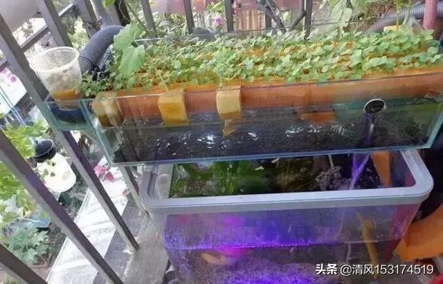 阳台种植长苔藓吗,阳台种植长苔藓吗视频