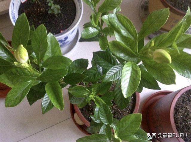 盆栽花卉名称大全-盆栽花卉名称大全图片