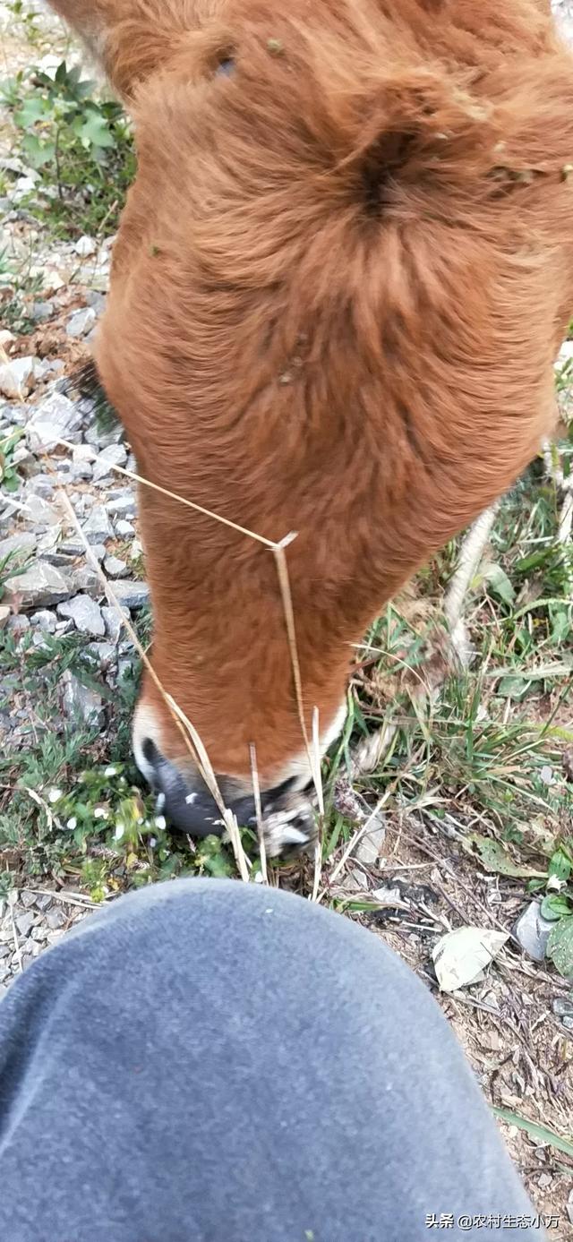 牧草种植可行性报告