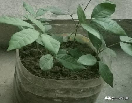 种植龙眼的方法，种植龙眼的方法有哪些