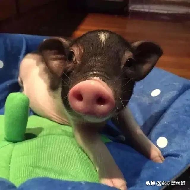云浮市新兴县今日生猪价格-云浮市新兴县今日生猪价格表