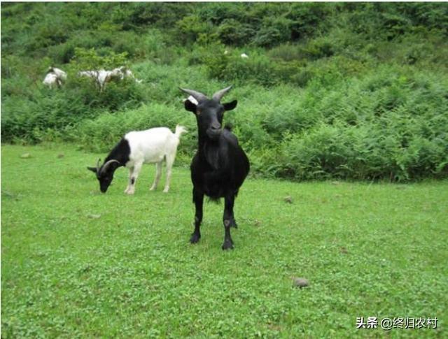 黑山羊养殖前景如何呢 金堂山羊养殖前景？