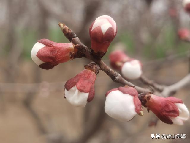 椿萱并茂（椿萱并茂,棠棣同馨 葳蕤繁祉,延彼遐龄）