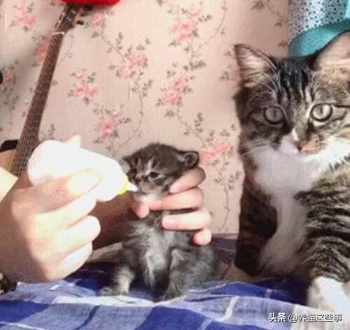 喂养两个月小猫的猫咪爱应该怎么分量,第2张