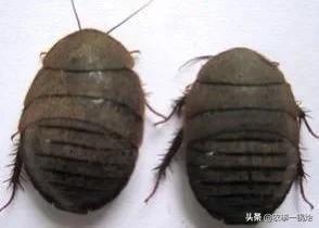 土元养殖前景怎么样 土元养殖真的很赚钱吗？