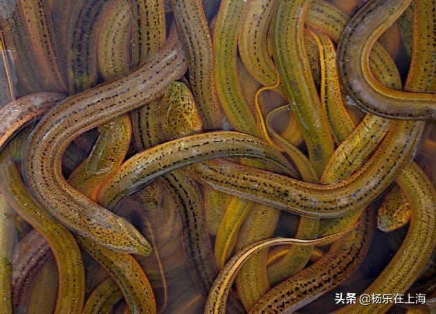 黄鳝养殖价格 黄鳝养殖真实利润？