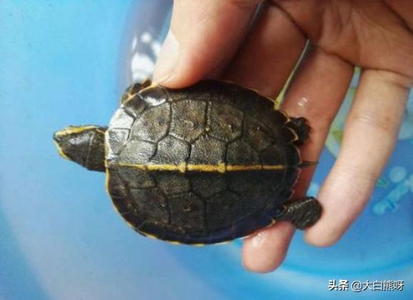 怎么才能给乌龟喂龟粮吃