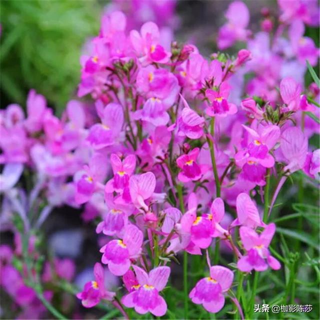 花卉绿植主题?花卉绿植主题名称!