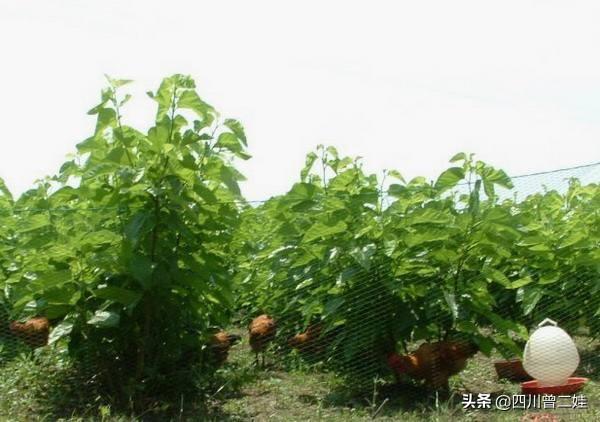 农村果园种植什么草好,果园种植什么草最好