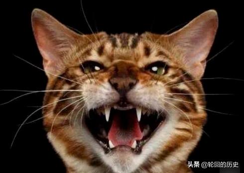 猫生气的叫声是什么,第2张