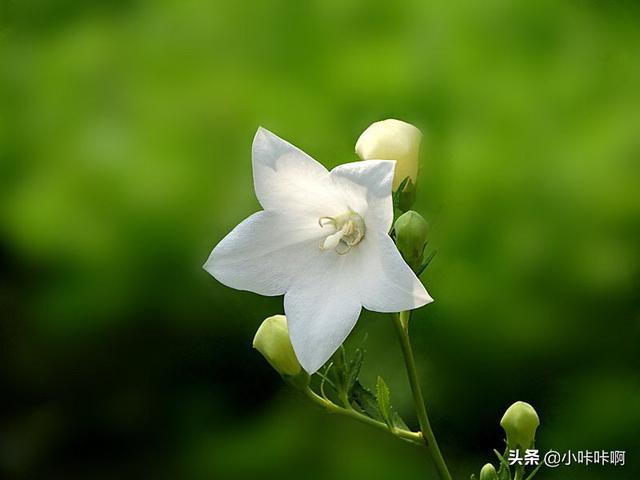 广义的花卉指具有观赏价值的草本植物