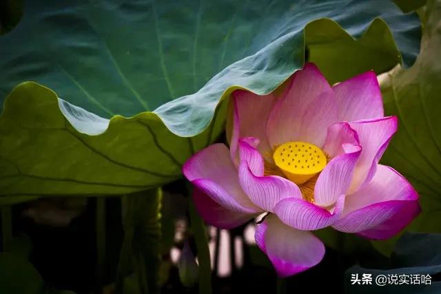 女性用什么头像安静可爱(图10)