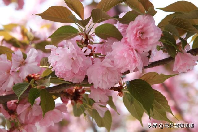 西安市里哪几个公园是免费的？