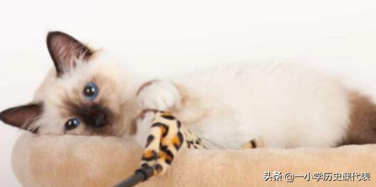 猫吃生肉该怎么办才好(图3)