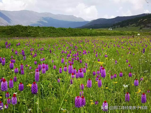 杭州市青芦小镇在哪个区